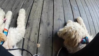 Pakistani Top took a Giant Dildo like pro SLUT and Fuck Chubby Bottom HARD