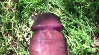 Public pissing