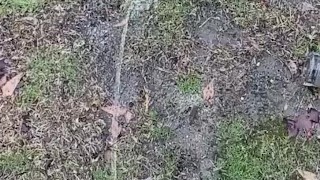 Peeing in the rain