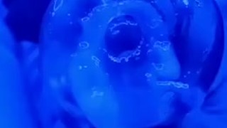 Praise the pocket pussy