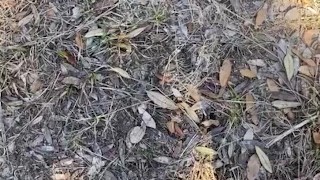 Does human pee In woods?