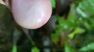 Slow motion cock and nature