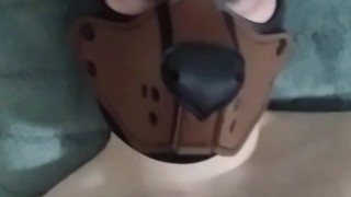 Puppy jerks off with a new butt plug inside