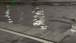 big wet bulge white wet pool play