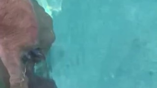 Hot Daddy frolics in his pool with big Hardon