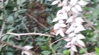 nue dans les bois. fouetter et hortie