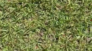 Sandals On Crisp Grass