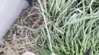 Piscio sul muro nel prato