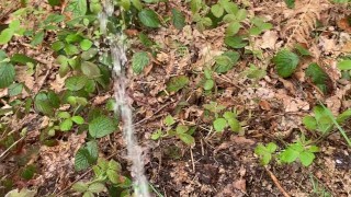 Watering The Weeds With HOT PISS In The Forest