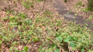 Watering The Weeds With HOT PISS In The Forest