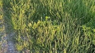 Desperation "Mothers Day" Pee and Piss off road!