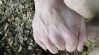 Play cock in the forest