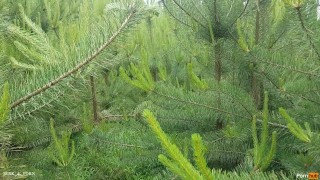 "OMG OH YOU WANNA MAKE ME CUM" LOUD GUY MOANING