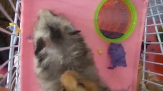 My dwarf hamsters wanna have fun too🤭