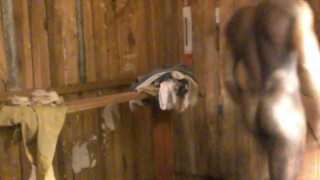 TRANS JERKING OFF A LOT OF CUM