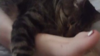 Cute Kitten Cuddling With Pretty Feet