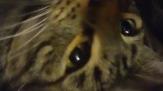 Kitten is so cute and adorable