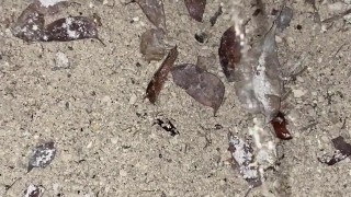 Pissing and quick jerk outside