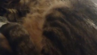 Cute Kitten Waking Up
