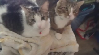 Two Cute Kittens Getting Jealous