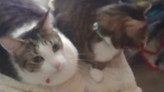 Two Cute Kittens Getting Jealous