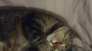 Cute Kitty Waking Up