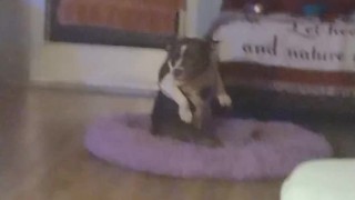 My Doggy Knows How To Get Down and Dance LOL