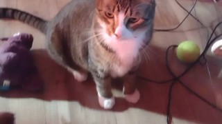 Kitty Play