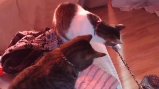 Sexy tattoo girl playing with her kittens