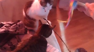 Sexy tattoo girl playing with her kittens