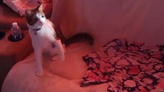 Kitten gets feisty