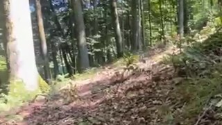 Woodwanking