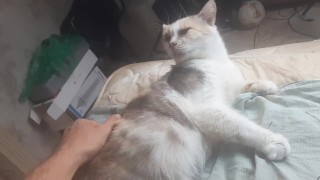 Malvina is a cute cat