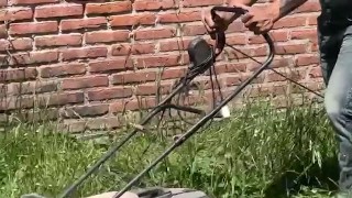 The gardener fantasy