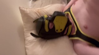 Pup gives himself facial with fountain of cum