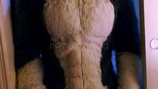 wolf fursuit sheath paw off and cum 💦