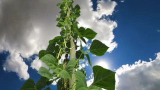 Jack and the Beanstalk - crush or armpit worship?