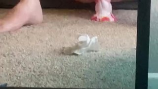 Sissy riding her dragon dildo and cumming