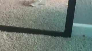 Sissy riding her dragon dildo and cumming