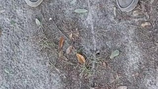Risky Backyard Pissing Thought It Would Never End Compilation 1 Video Loop