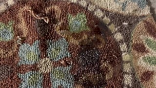 Quick little carpet pee