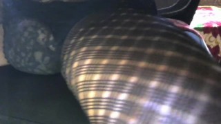 Fancy Draws 2