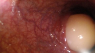 POV - Watch me play with a meerkat toy from the inside