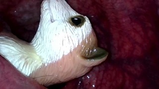 Meerkat toy getting rolled in my slimy guts