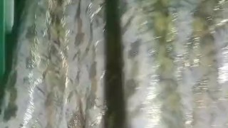 Indian Gay Crossdresser Gaurisissy in Pink lehanga pressing his Boobs and fingering in his ass