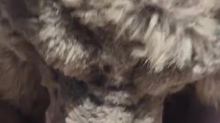 Demon Debauchery 😈 - Part 1