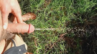 Just a golden shower on some grass.