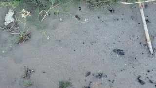 Peeing at public beach, everyone watched