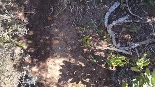hot cop piss , & jerk off and talk dirty untill cum