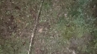 Morning pissing (sorry I haven't been posting)